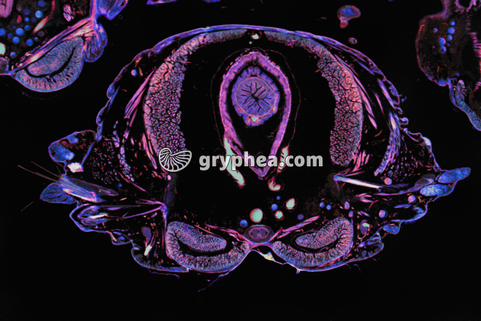 Néréis CT x5 - gryphea.org